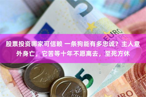 股票投资哪家可信赖 一条狗能有多忠诚？主人意外身亡，它苦等十年不愿离去，至死方休